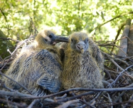 Tauben aufziehen - Wildvogelhilfe.org